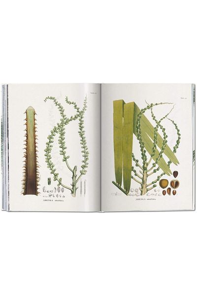 Taschen H. Walter Lack - Das Buch Der Palmen / Le Livre Des Palmiers