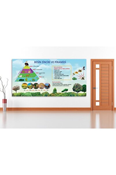 okul posterleri Besin Zinciri Ve Piramidi Okul Posteri