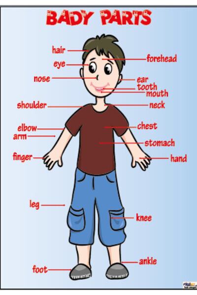 okulcenter Ingilizce Body Parts Afişi (vinil) 50x70 Cm