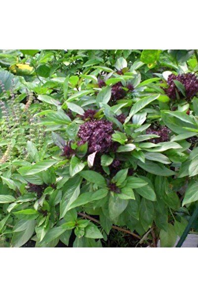 Bilgarden Şifalı Tarçın Kokulu Fesleğen Tohumu