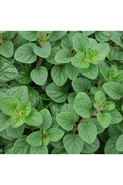 Bilgarden Naturel Mercanköşk Tohumu 200 Tohum