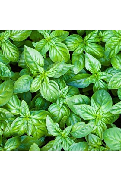 Bilgarden Geniş Iri Yapraklı Genovese Fesleğen Tohumu (250 Tohum)