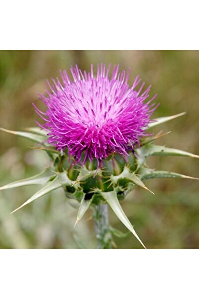 Bilgarden Kenger Otu Cynara Cardunculus Tohumu 5 Tohum