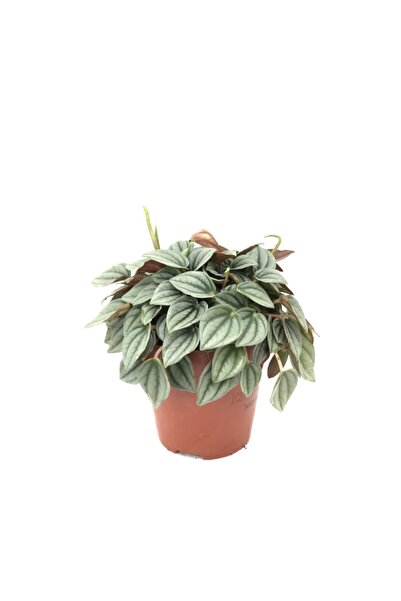 Betonish Peperomia Caperata 'napoli Nights'
