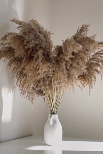 Alyones Gerçek 7'li Kuru Çiçek Pampas