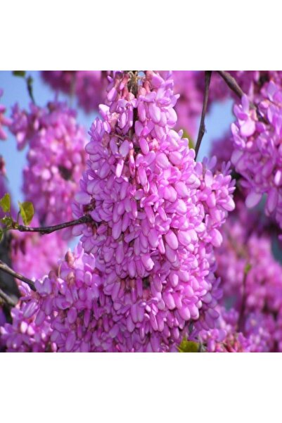 AnamurNaturel Tüplü Pembe Çiçekli Erguvan Ağacı Fidanı 3 Yaşlı 100 150 cm