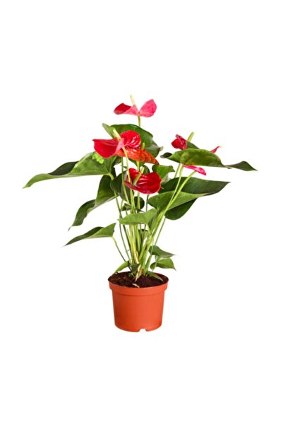 Gökmen Çiçekçilik Kırmızı Antoryum Çiçeği-flamingo Çiçeği-anthurium Kırmızı