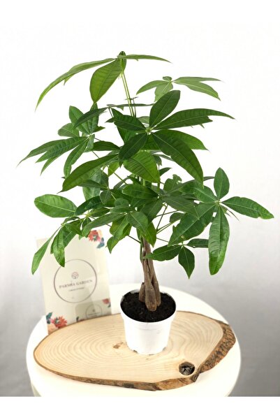 ParmiaGarden Parmia Garden Pachira Aquatica  Örgülü Para Ağacı