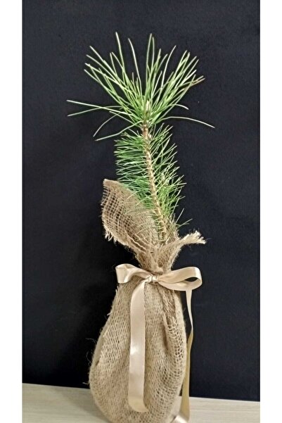 leogarden Karaçam(pinus Nigra) Fidanı