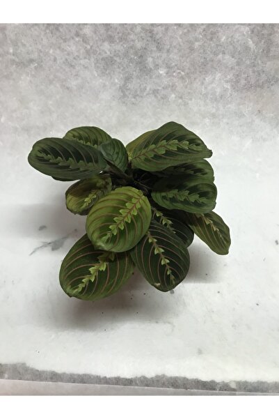 Elit Çiçek Sarayı Dua Çiçeği (calathea)