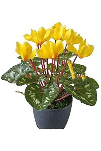 GARDENYA TOHUMCULUK 1 Adet Sarı Sıklamen Çiçek Soğanı