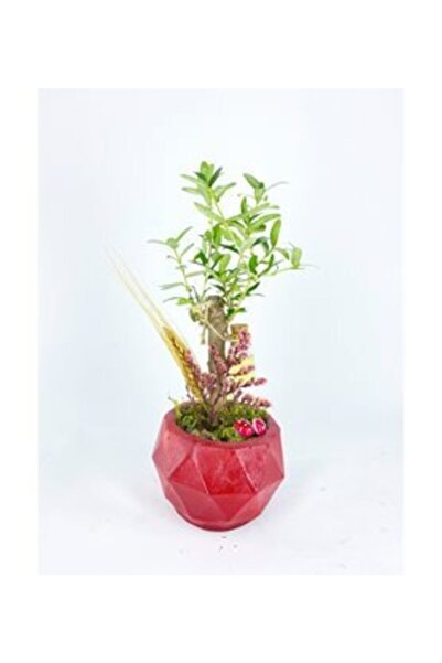 hediye Zeytin Ağacı Bonsai & Kırmızı Geometrik Beton Saksıda Lik Canlı Çiçek