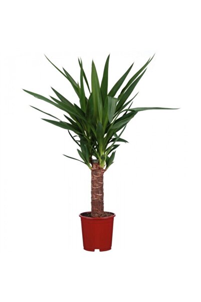 Genel Markalar Avize Çiçeği Yuka Bitkisi Yucca Massengena Tek Gövdeli 40-50 C...