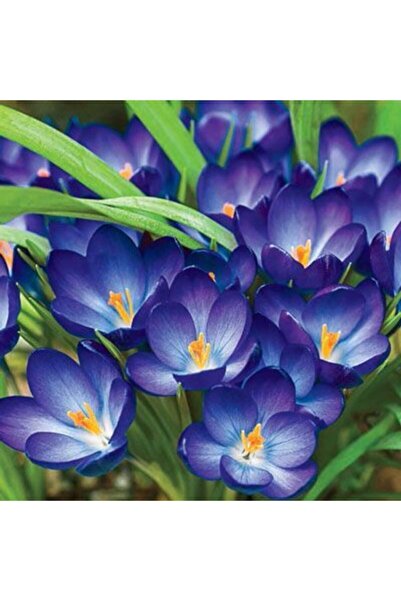 LOBELYA TOHUMCULUK 5 Adet Lacivert Renkli Safran Çiçeği Soğanı
