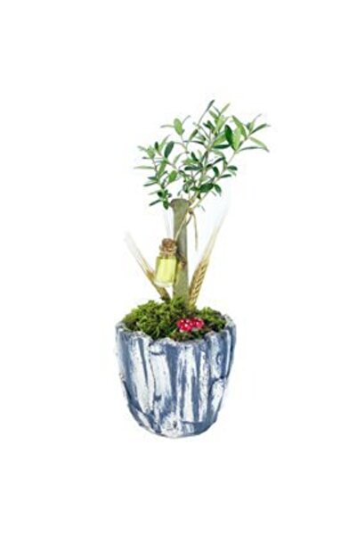 Genel Markalar Zeytin Ağacı Bonsai & Eskitme Wood Moss Beton Saksıda Lik Canl...