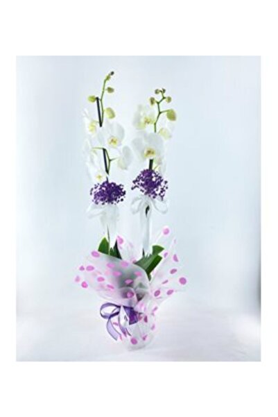 hediye Çift Dal Muhteşem Beyaz Orkide & Pembe Benekli Sarım Mor Kurdele Saksı...