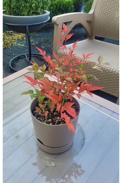 İLK FİDAN Kırmızı Cennet Bambusu(nandina Domestica Gulfstream)
