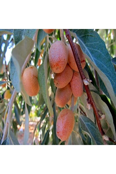 Genel Markalar Tüplü Anadolu Iğde Fidanı ( 3 Yaşında - Boy 120 Cm )