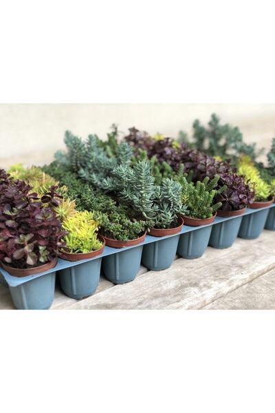 FİDAN PAZARI 45'li Sukulent Sedum Paket