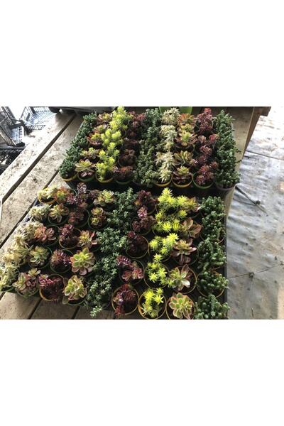 FİDAN PAZARI 45 Sedum Mix Paket Sukulentler