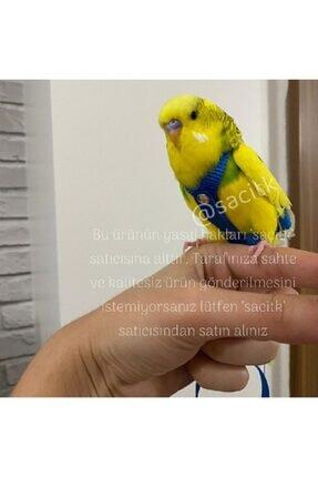 Sacitk Muhabbet Kusu Tasmasi Sevda Papagani Tasmasi Cennet Papagani Tasmasi Fiyati Yorumlari Trendyol