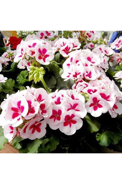 Genel Markalar Look 10 Adet Pembe Renk Sakız Sardunya Tohumu TH-thmcmthm312