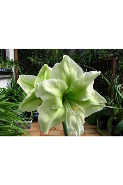 LOBELYA TOHUMCULUK Yeşil Renkli Amaryllis Çiçeği Soğanı Anaç ( Güzel Hatun ) Kokulu