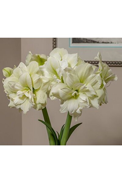 LOBELYA TOHUMCULUK 2 Adet Beyaz Renkli Double Amaryllis Çiçeği Soğanı Güzel Hatun  Kokulu