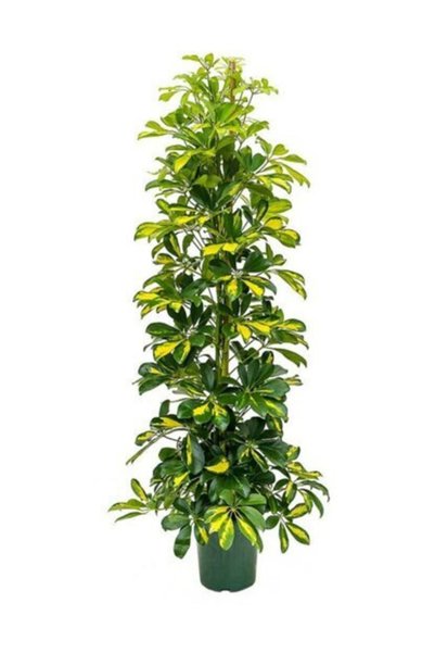 çiçek dünyası Schefflera Actinopylla Alacalı Şeflera 40-60 cm