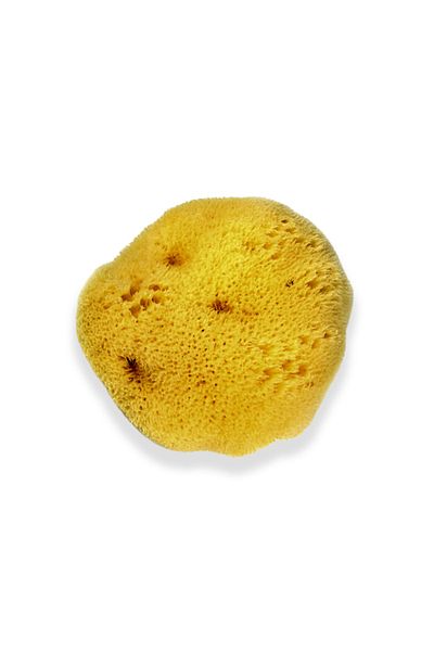 BAZAAR 4 Yellow Baby Bath Natural Sea Sponge