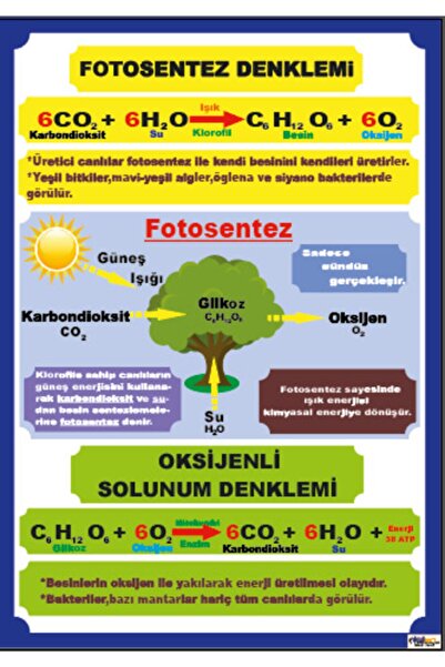 okulcenter Fen Dersi Fotosentez Denklemi Afişi (vinil) 50x70 Cm