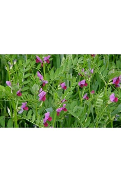 Ekodoğa Adi Fiğ Tohumu 1 Kg Adi Fiğ Yem Bitkisi Tohumu Fiğ Tohumu Yem Bitkileri