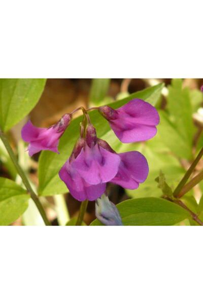 Ekodoğa Adi Fiğ Tohumu 5 Kg Adi Fiğ Yem Bitkisi Tohumu Fiğ Tohumu Yem Bitkileri