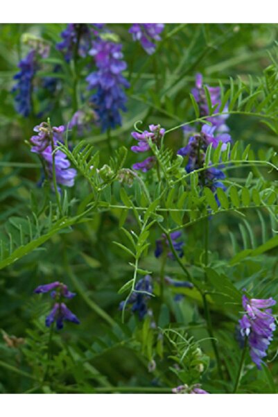 Asenya Fiğ Tohumu 25 Kg Adi Fiğ Tohumu Fiğ Yem Bitkisi Tohumu