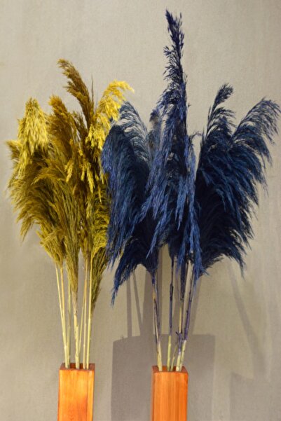 Mimozaçiçek Sarı Lacivert Dökülmeyen Şoklanmış Pampas (10 adet 100 cm)
