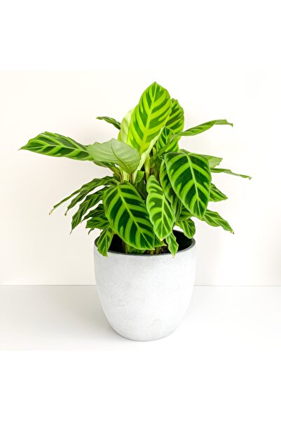 Maison Plants Calathea Zebrina (dua Çiçeği)