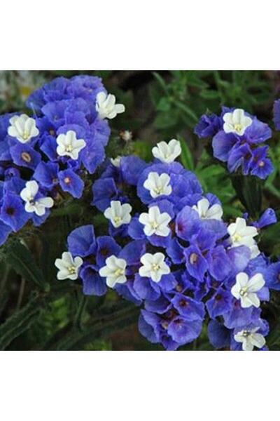 Bilgarden Limonium Sinuatum Lilac Lavender Deniz Lavantası Tohumu(30 Tohum)