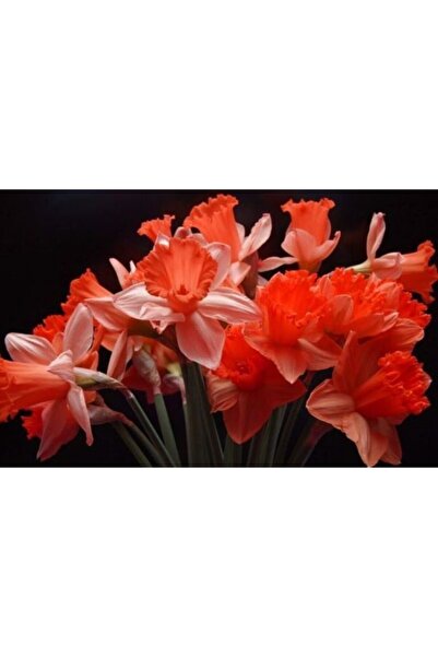 LOBELYA TOHUMCULUK 4 Adet Fuşya Renkli Nergis Çiçeği Soğanı