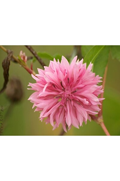 GARDENYA TOHUMCULUK 15 Adet Pembe Renk Centaurea (peygamber Çiçek) Tohumu