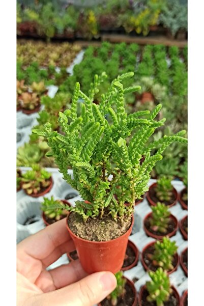 YEŞİLİMARKET Sukulent Prenses Çamı 5,5cm. Saksıda (kokulu Çiçek Açar) Crassula Muscosa