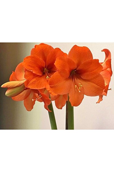 LOBELYA TOHUMCULUK Kadife Turuncu Renkli Amaryllis Çiçeği Soğanı ( Güzel Hatun ) Kokulu 1 adet