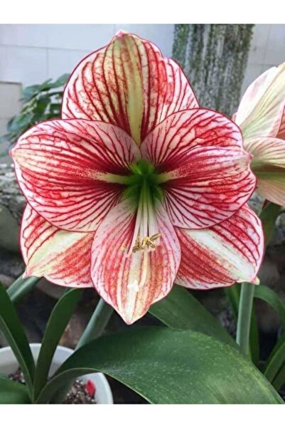 LOBELYA TOHUMCULUK Çift Renkli Damarlı Amaryllis Çiçeği Soğanı ( Güzel Hatun ) Kokulu