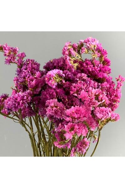 GARDENYA TOHUMCULUK 15 Adet Pemre Renk Limonium Statice Çiçek Tohumu