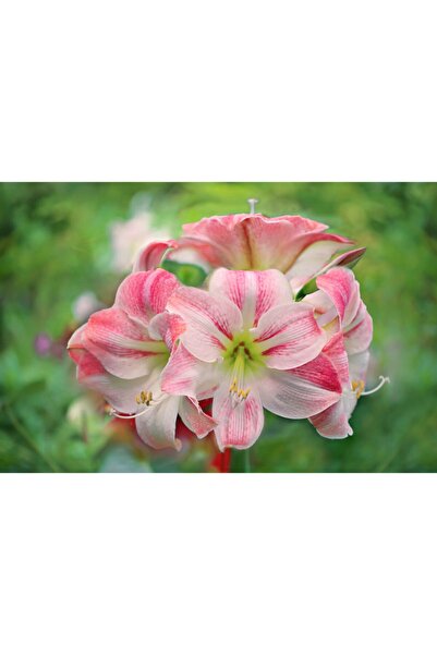 LOBELYA TOHUMCULUK Soft Pembe-beyaz Renkli Amaryllis Çiçeği Soğanı ( Güzel Hatun ) Kokulu