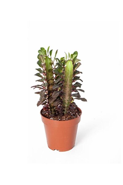 SELİNARYUM Euphorbia Trigona Rubra Süt Kaktüsü Süt Ağacı 30 Cm Saksı Bitkisi ...