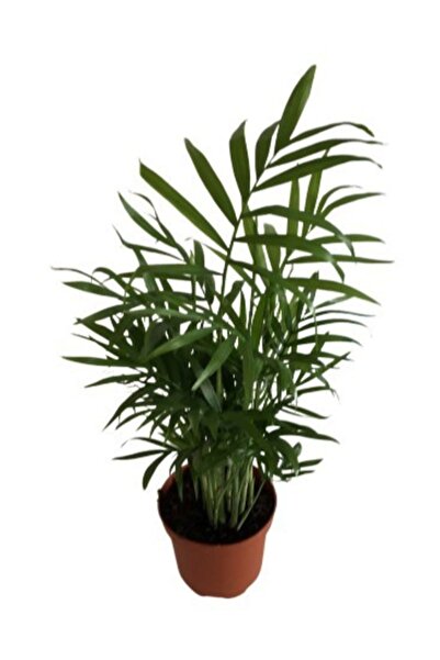 Genel Markalar Areka Palmiyesi Chamaedorea Elegans