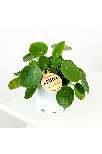 Berceste Peyzaj tasarım Bol Yavrulu Pilea Para Çiçeği 20cm