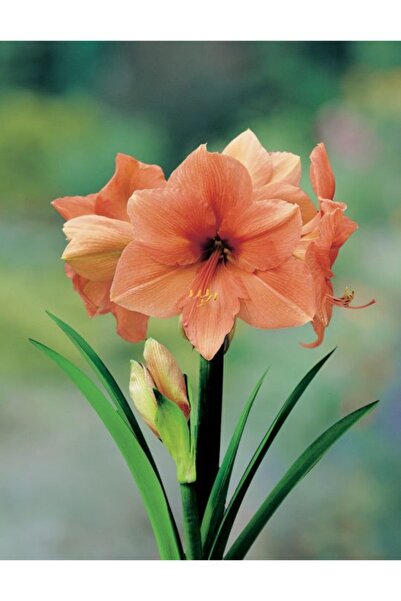 LOBELYA TOHUMCULUK 1 Adet Gül Kurusu Renkli Amaryllis Çiçeği Soğanı ( Güzel Hatun ) Kokulu