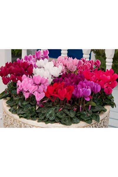 LOBELYA TOHUMCULUK 10 Adet Karışık Renkli Sıklamen Çiçeği Tohumu