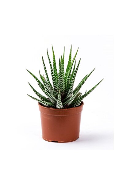 Fintarla Haworthia Fasciata Kaktüs Sukulent Yılan Derisi Zebra 5.5 Cm
